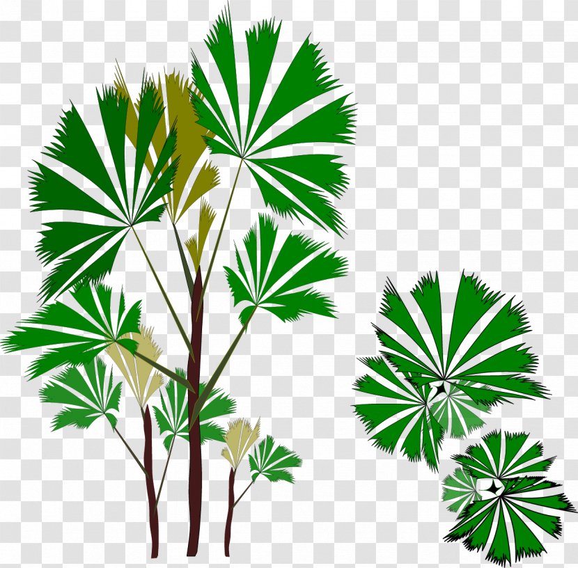 Arecaceae Clip Art - Tree - Vector Plant Transparent PNG
