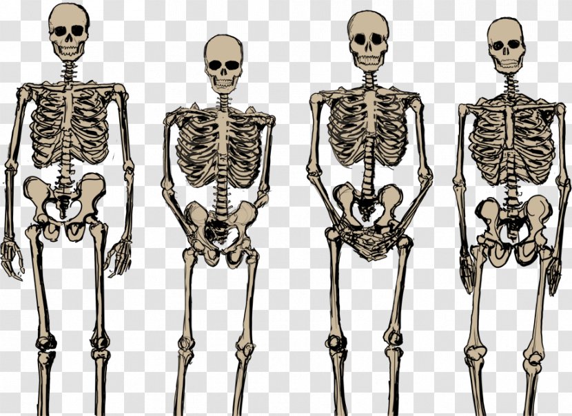 Human Skeleton Bone Transparent PNG