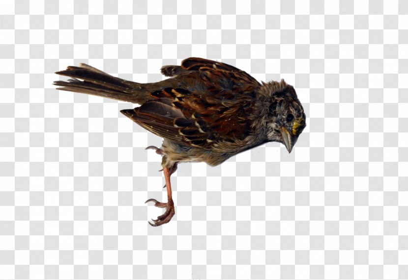 Beak Bird Of Prey - Dead Transparent PNG