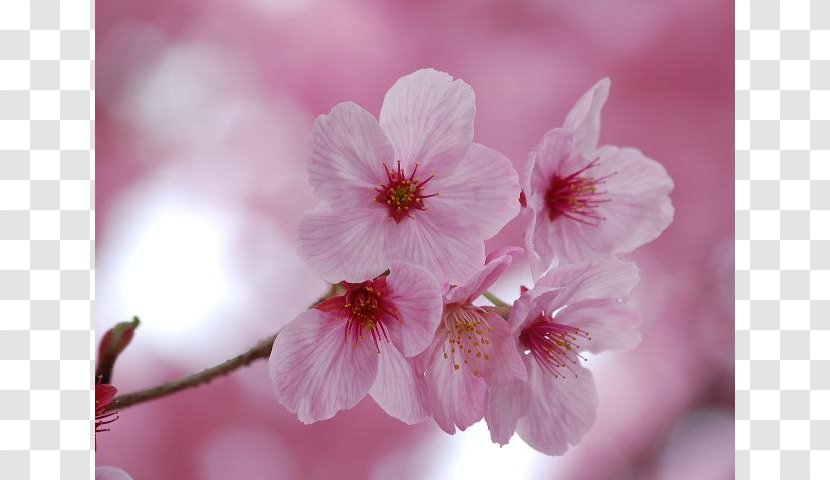 Prunus Serrulata Japan National Cherry Blossom Festival Transparent PNG