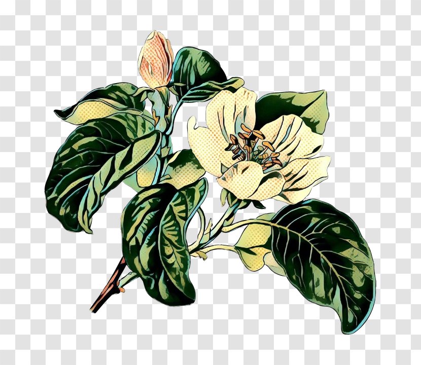 Magnolia Tree - Alismatales Transparent PNG