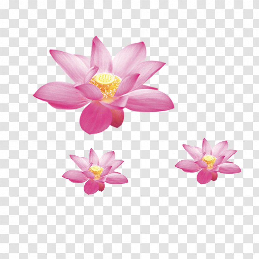 Nelumbo Nucifera Symbol Flower - Lotus Transparent PNG