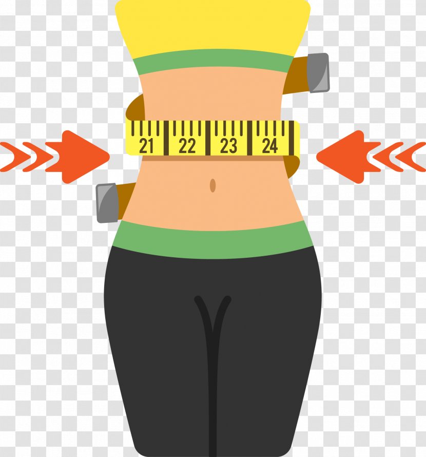 Euclidean Vector Waist - Frame - Woman Fitness Material Transparent PNG