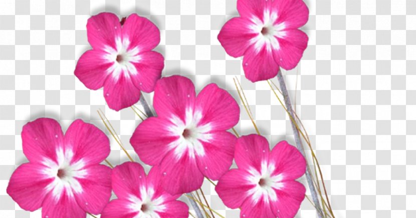 Clip Art Psd Adobe Photoshop Desktop Wallpaper - Annual Plant - Flower Transparent PNG