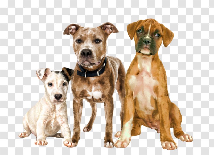 American Pit Bull Terrier Dog Breed Animal - Poodle Transparent PNG