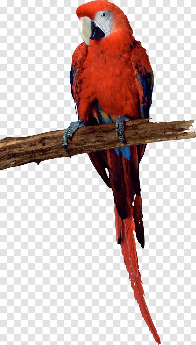 Budgerigar Parrot Parakeet Bird Macaw Transparent PNG