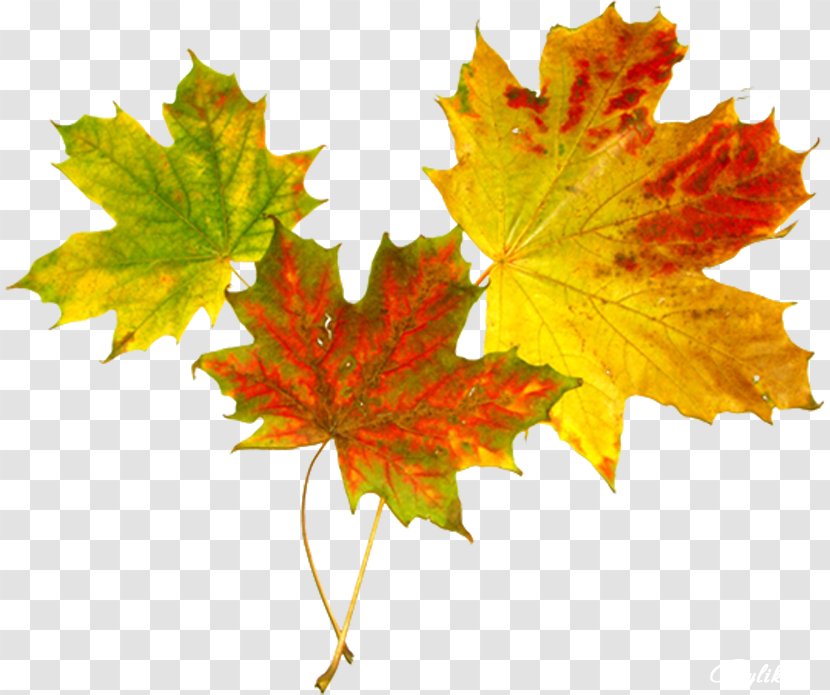 Maple Leaf Autumn Abscission Clip Art - Stock Photography - Two Leaves Transparent PNG