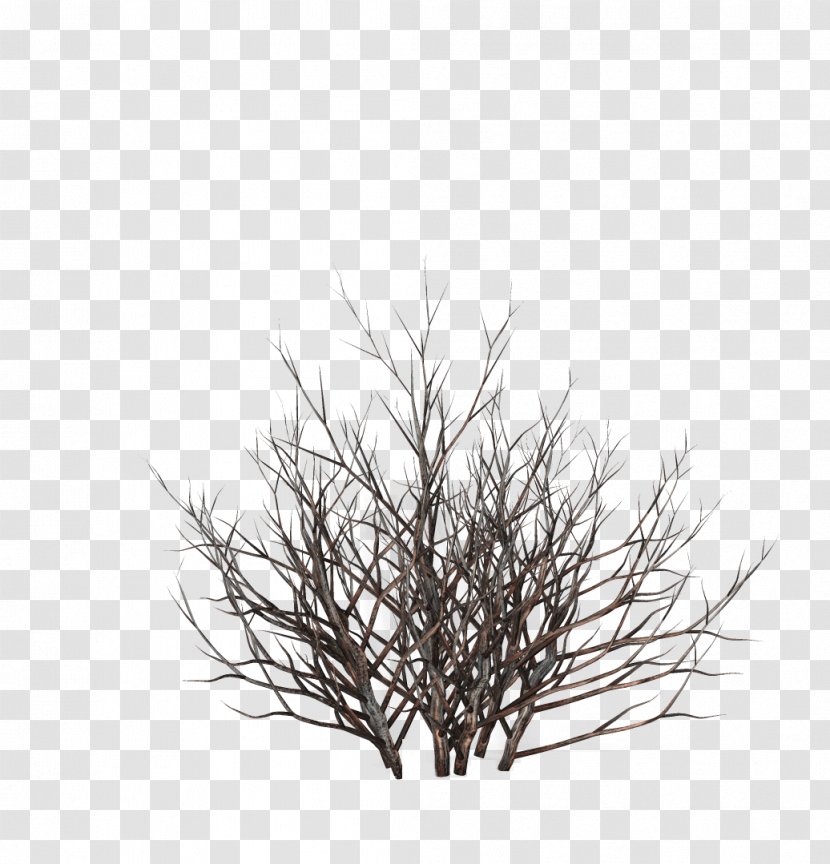 Trees And Shrubs Drawing - Grass - Tree Transparent PNG