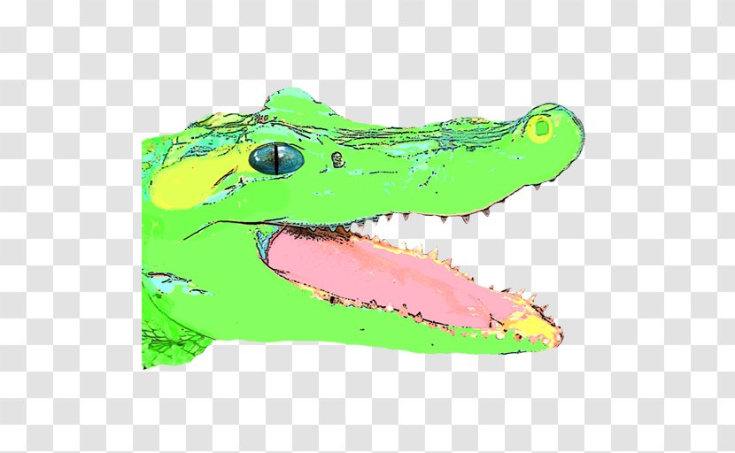 Crocodile Illustration Graphics Shoe Fauna - American Transparent PNG