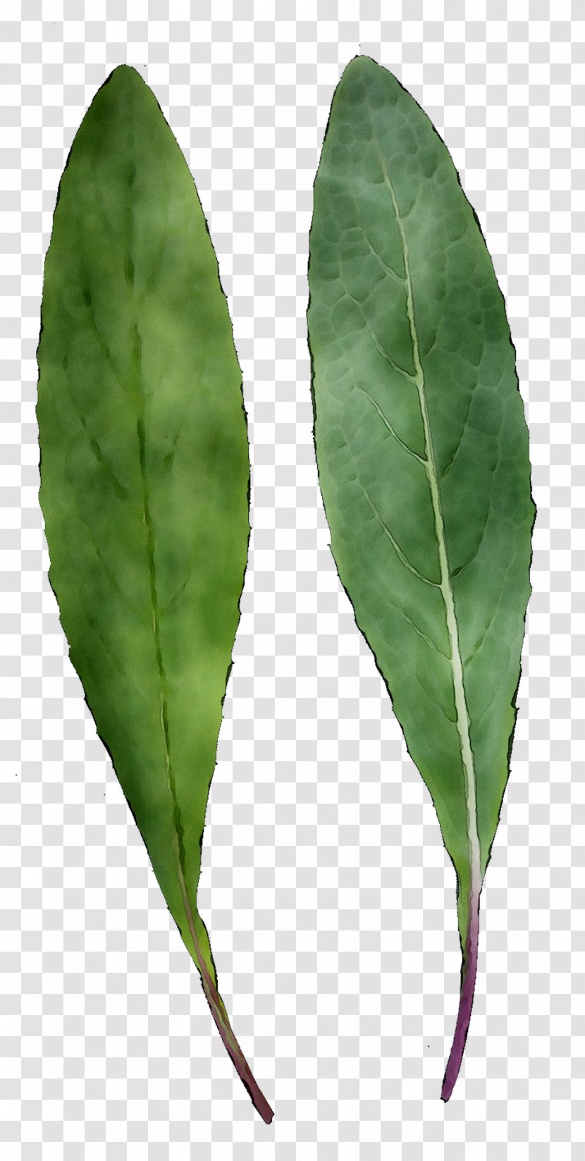 Leaf Plant Stem Plants - Tree - Bay Transparent PNG