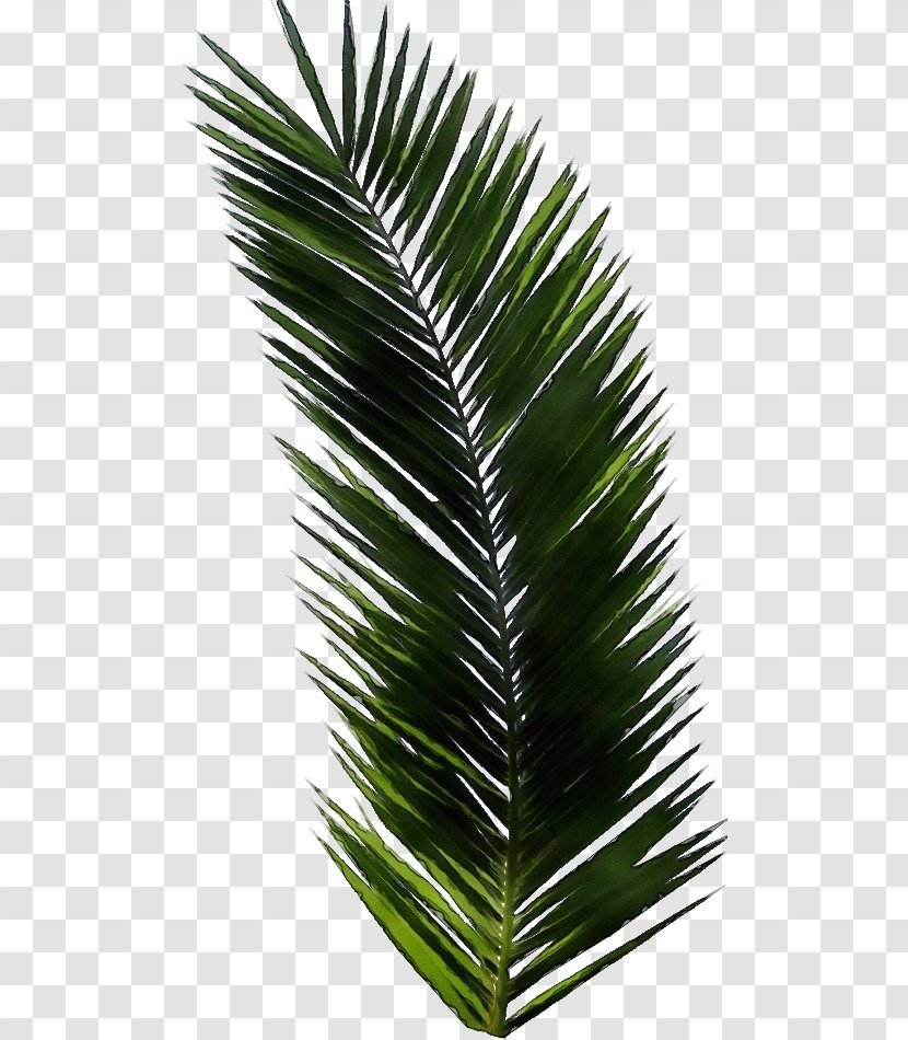 Palm Tree Leaf - Evergreen - Plant Stem Desert Transparent PNG