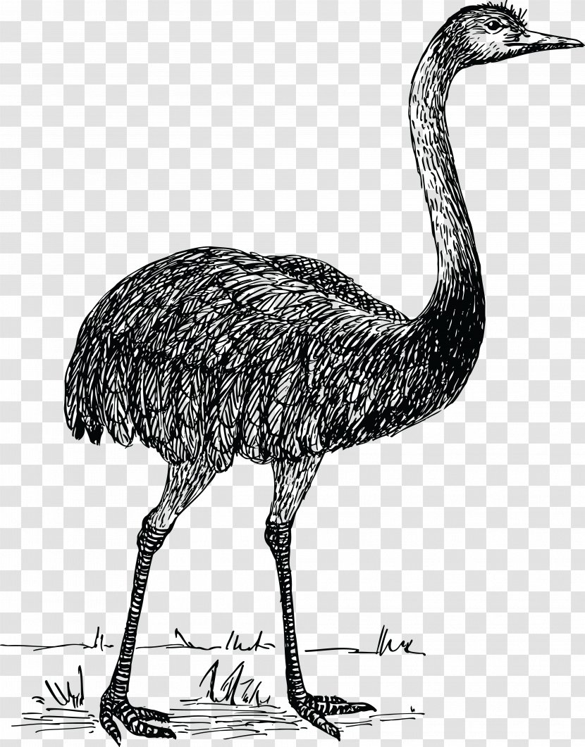Common Ostrich Flightless Bird Rhea Clip Art - Black And White - Hairy Vector Transparent PNG