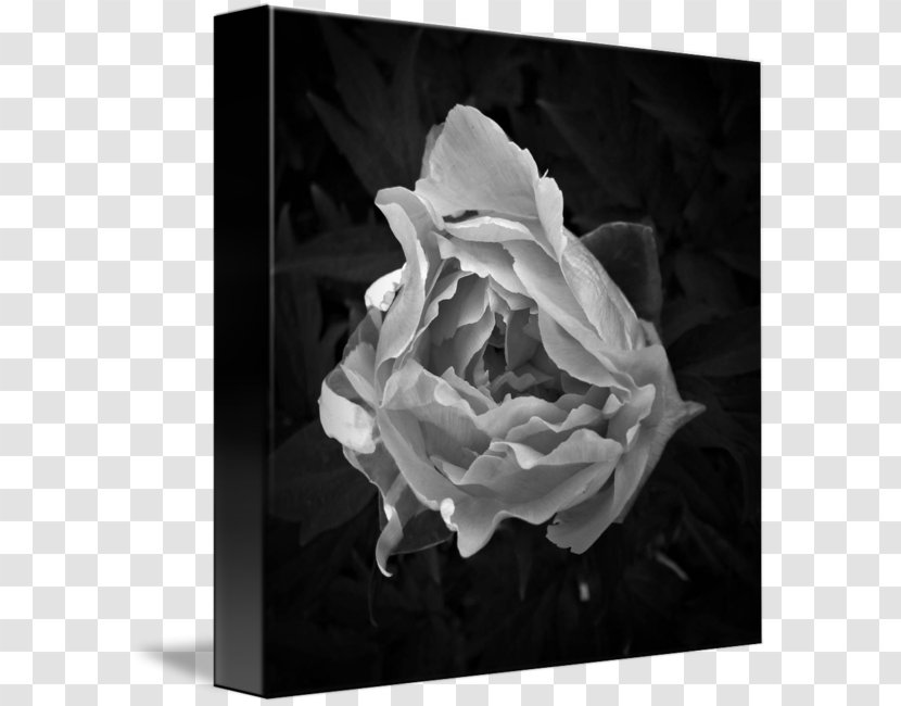 Black And White Photography - Flowering Plant - Peony Transparent PNG