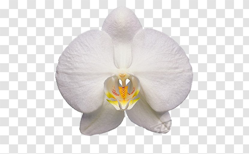 Moth Orchids Flower Clip Art Transparent PNG