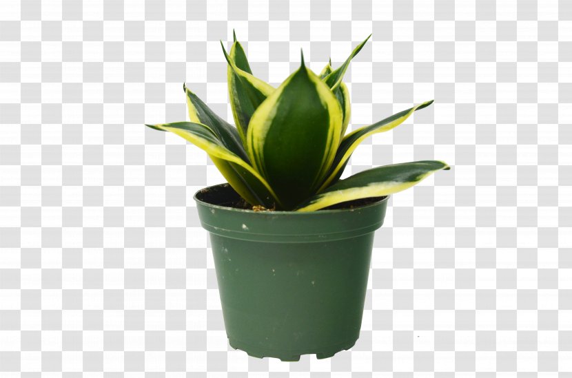 Rubber Tree - Grow Light - Perennial Plant Agave Azul Transparent PNG