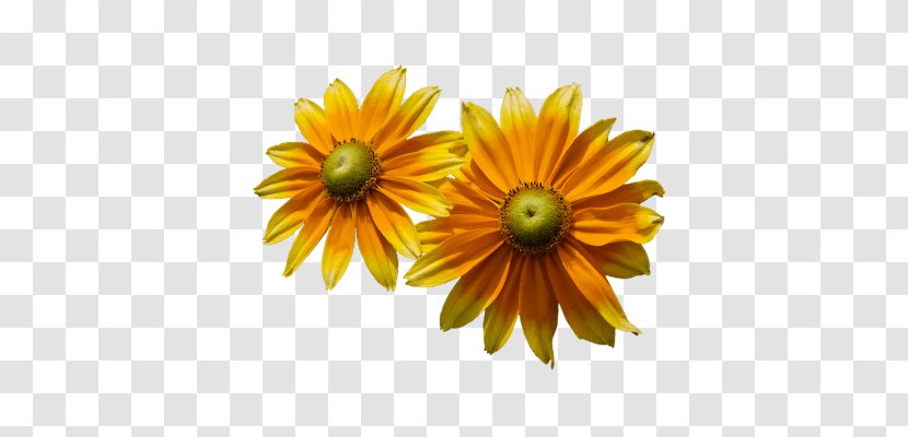 Common Sunflower Petal - Flowering Plant - Flower Transparent PNG