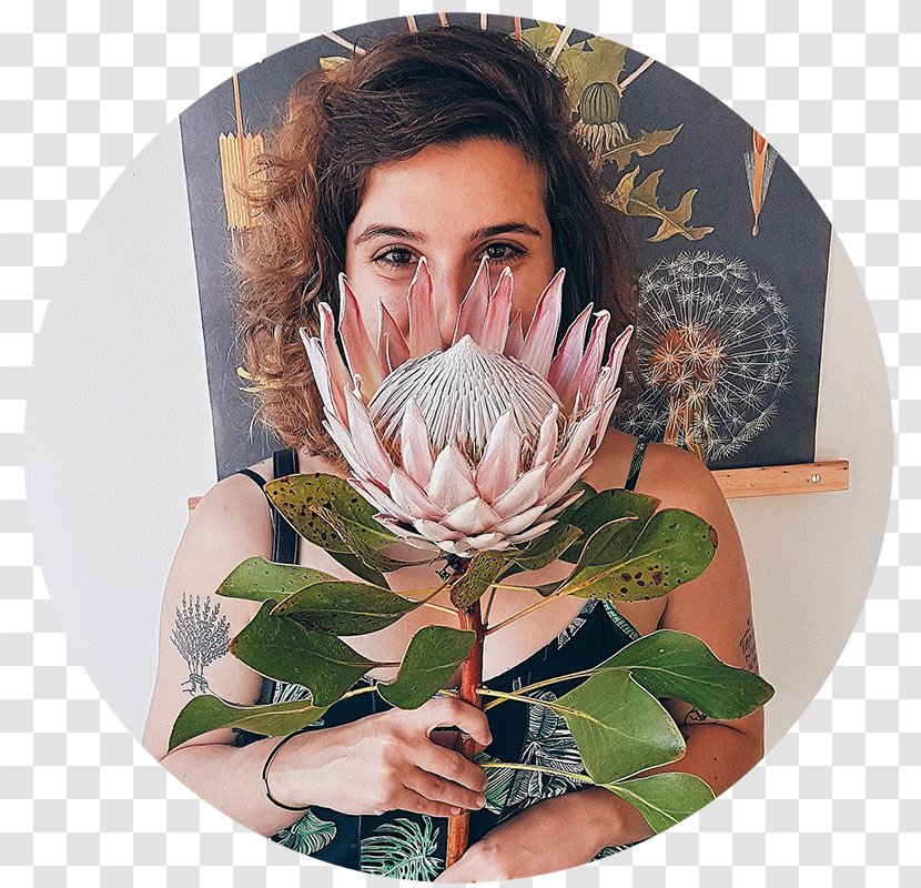 Film Thought Blog - Flower - Protea Transparent PNG