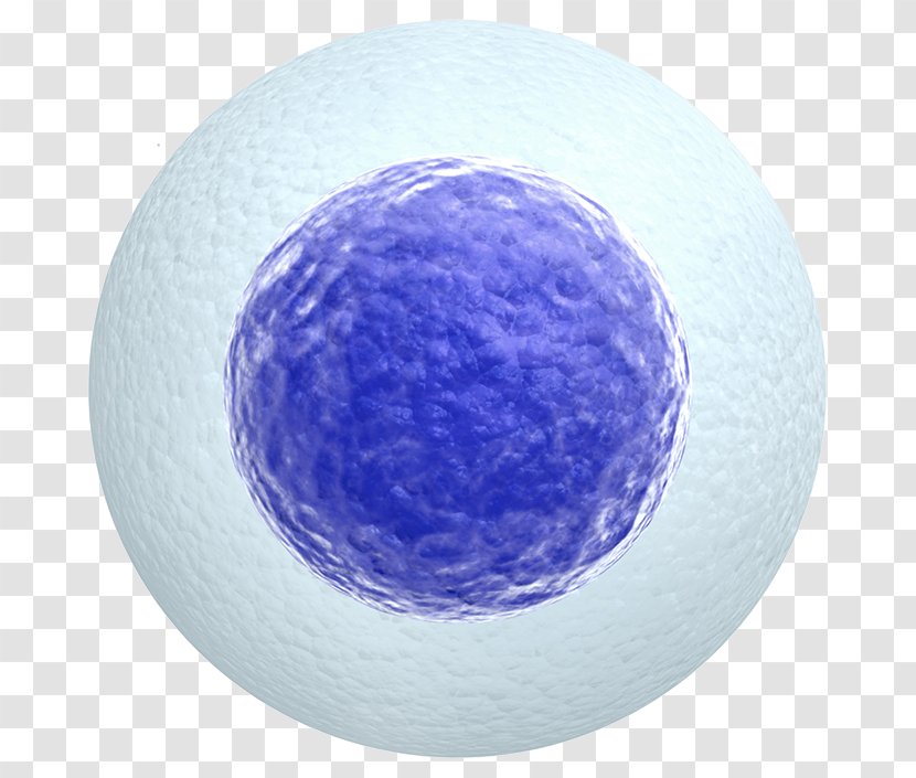Egg Cell Donation Stock Photography Zygote - Flower Transparent PNG