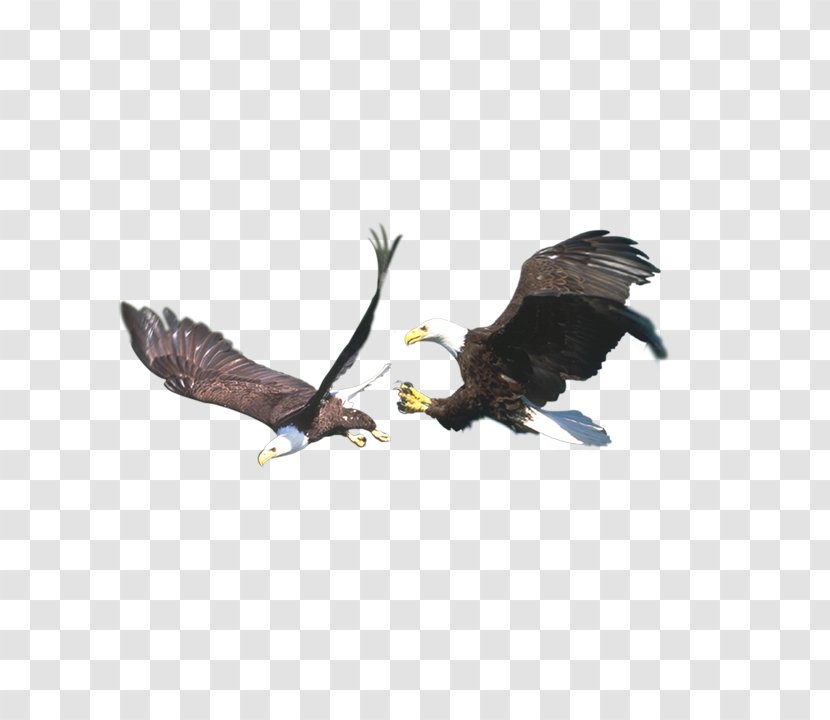 Bald Eagle Bird Clip Art Image - Beak Transparent PNG