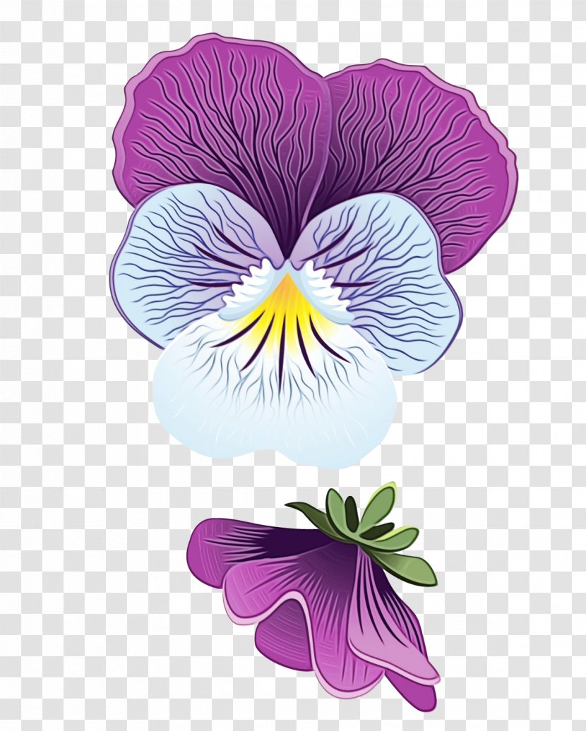Flower Flowering Plant Wild Pansy Petal Violet - Purple Transparent PNG