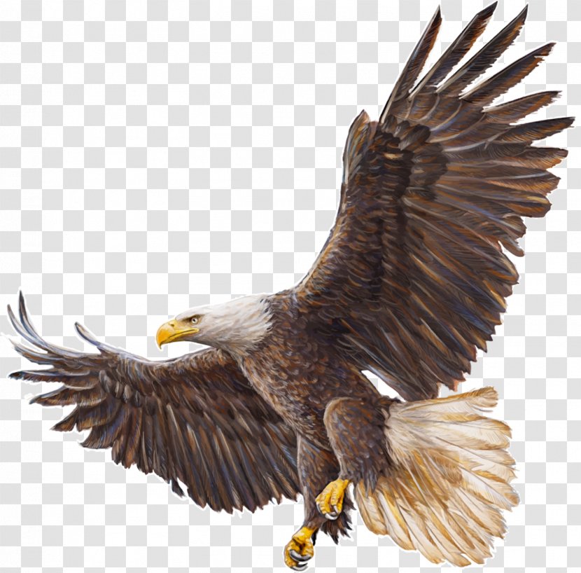 Bald Eagle Drawing - Vulture Transparent PNG