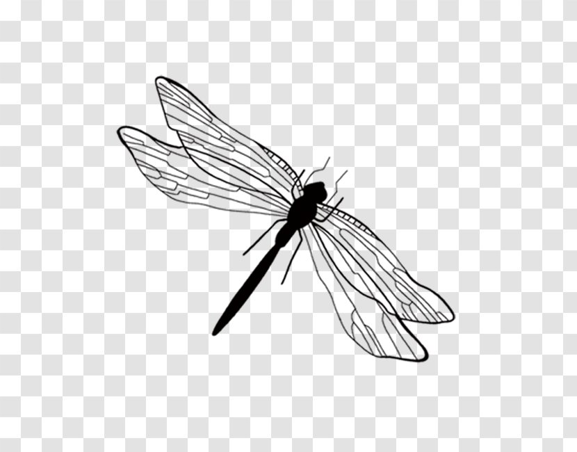 Insect Ink Wash Painting Black And White - Chinoiserie - Dragonfly Diagram Transparent PNG