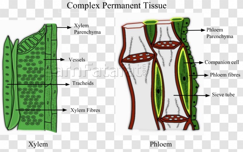 Tissue Phloem Xylem Plant Pletivo - Cartoon Transparent PNG