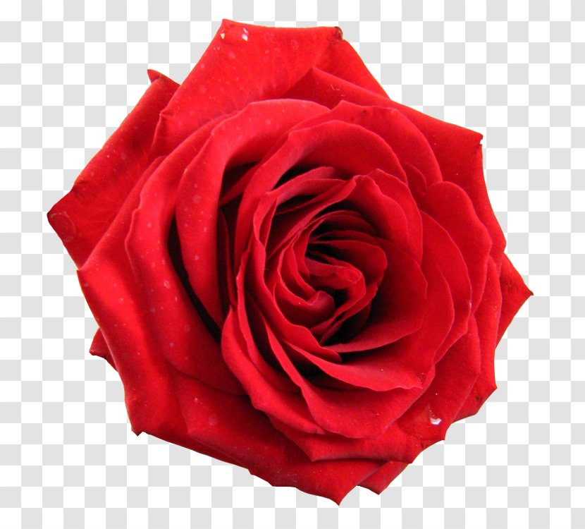Flower Desktop Wallpaper Rosa Gallica Clip Art - Cut Flowers - Korean Red Transparent PNG