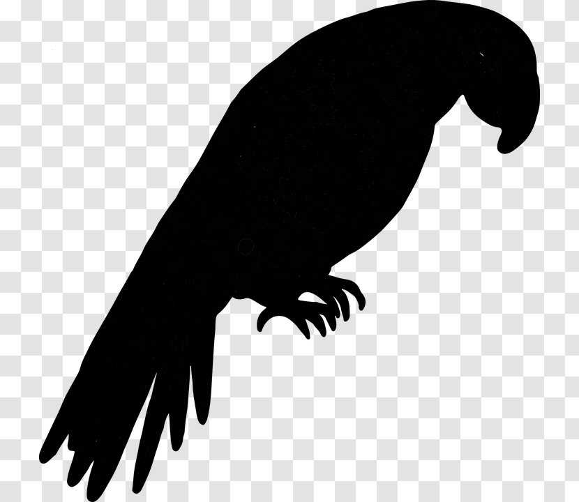 Bird Silhouette Kakapo Beak Animal - Parrot Transparent PNG