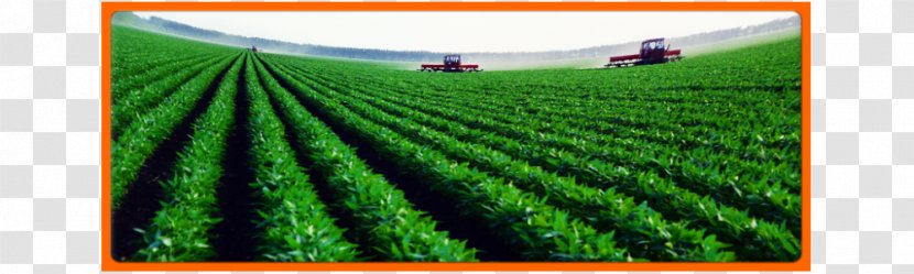Crop Agriculture Extensive Farming Plantation - Irrigation - Field Transparent PNG
