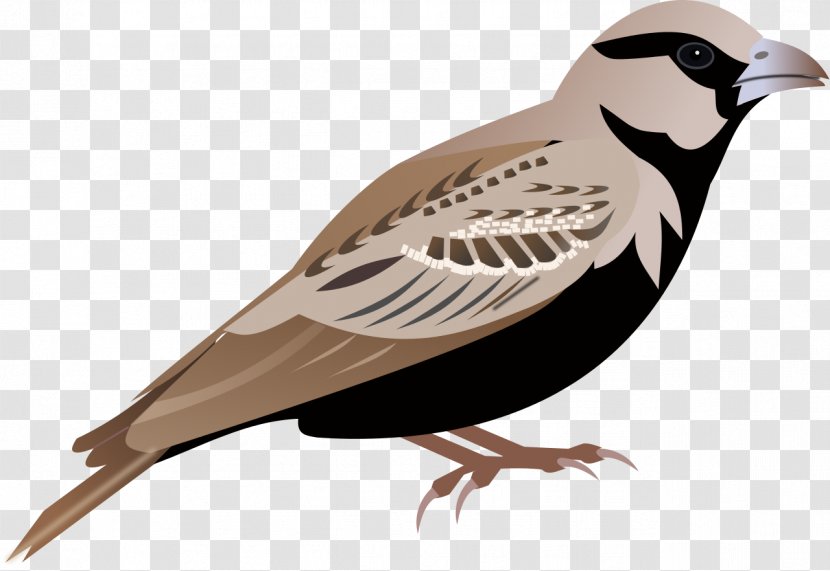 House Sparrow Lark Clip Art Transparent PNG