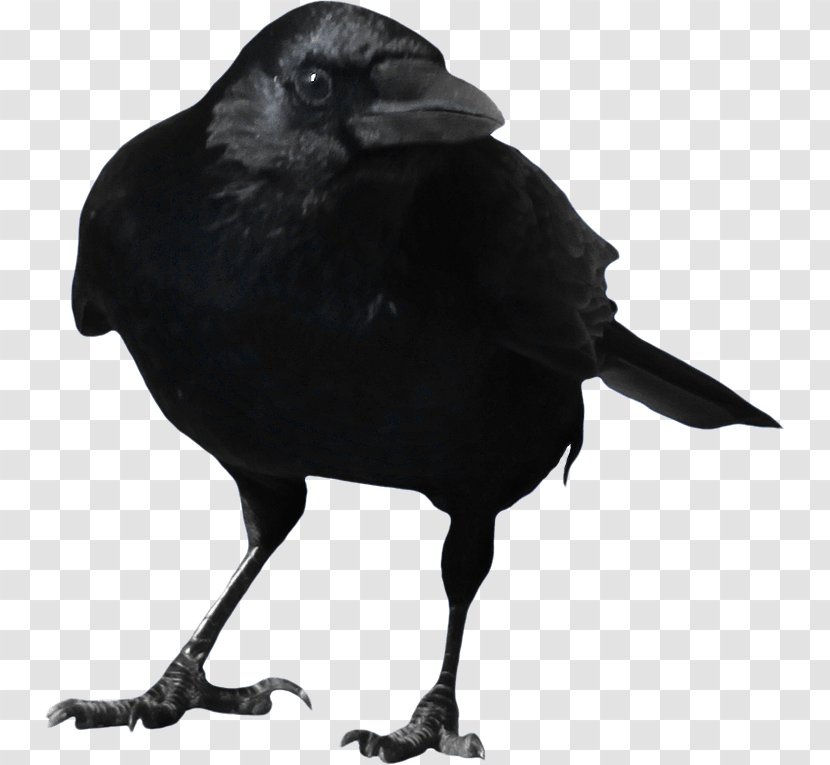 Common Raven Clip Art - Crow Image Transparent PNG