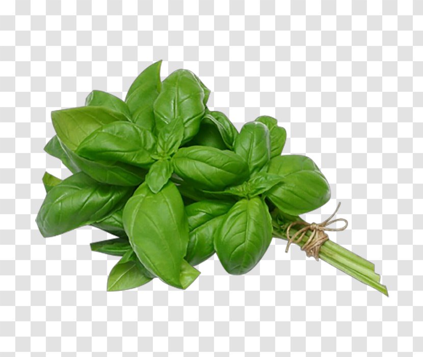 Leaf Basil Plant Flower Herb - Ocimum Lemon Transparent PNG