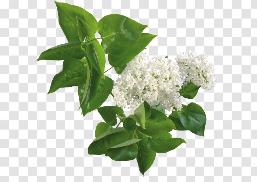 Lilac Flower - Plant Transparent PNG