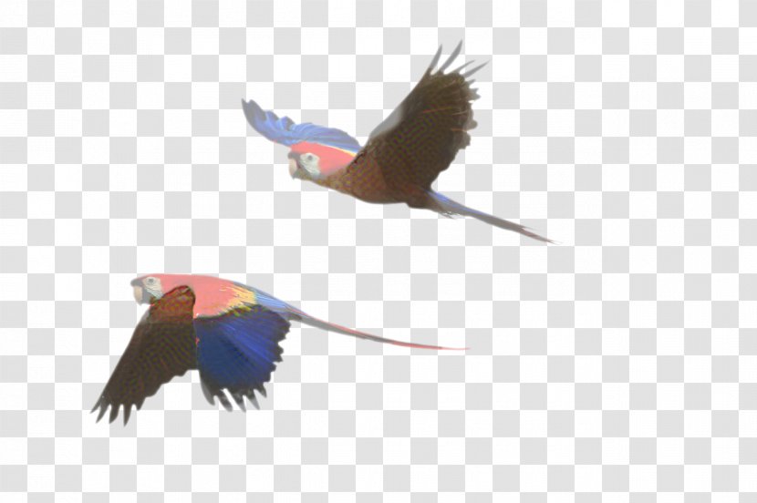 Bird Parrot - Scarlet Macaw - Kite Tail Transparent PNG