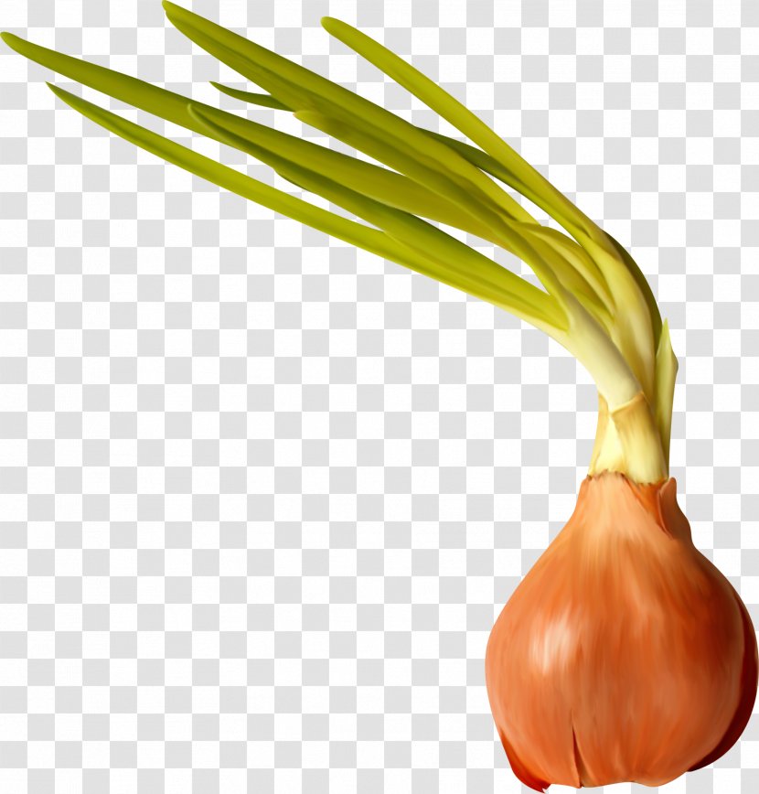 Onion Garlic Food Clip Art - Pretty Creative Transparent PNG