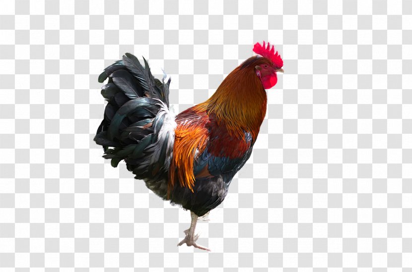 Chicken Cartoon - Poultry - Phasianidae Beak Transparent PNG