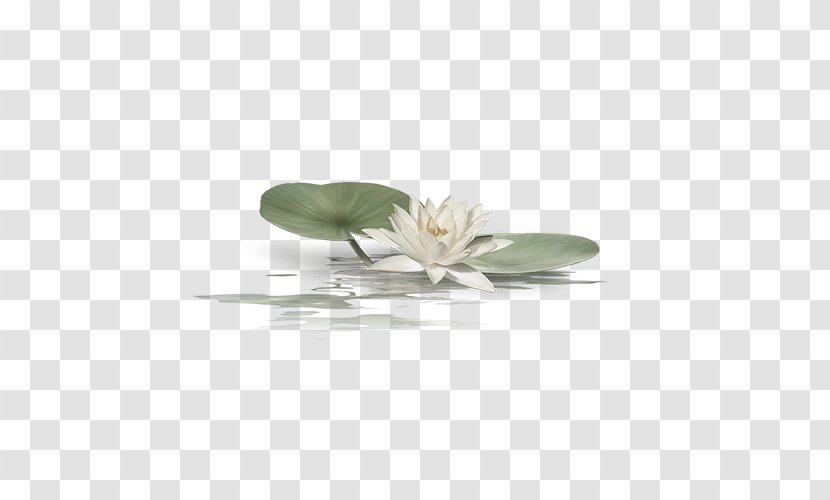 Nelumbo Nucifera - Pygmy Waterlily - Lotus Chinese Style Transparent PNG
