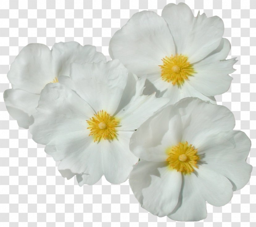 Flower Clip Art - Primula - Spring Transparent PNG