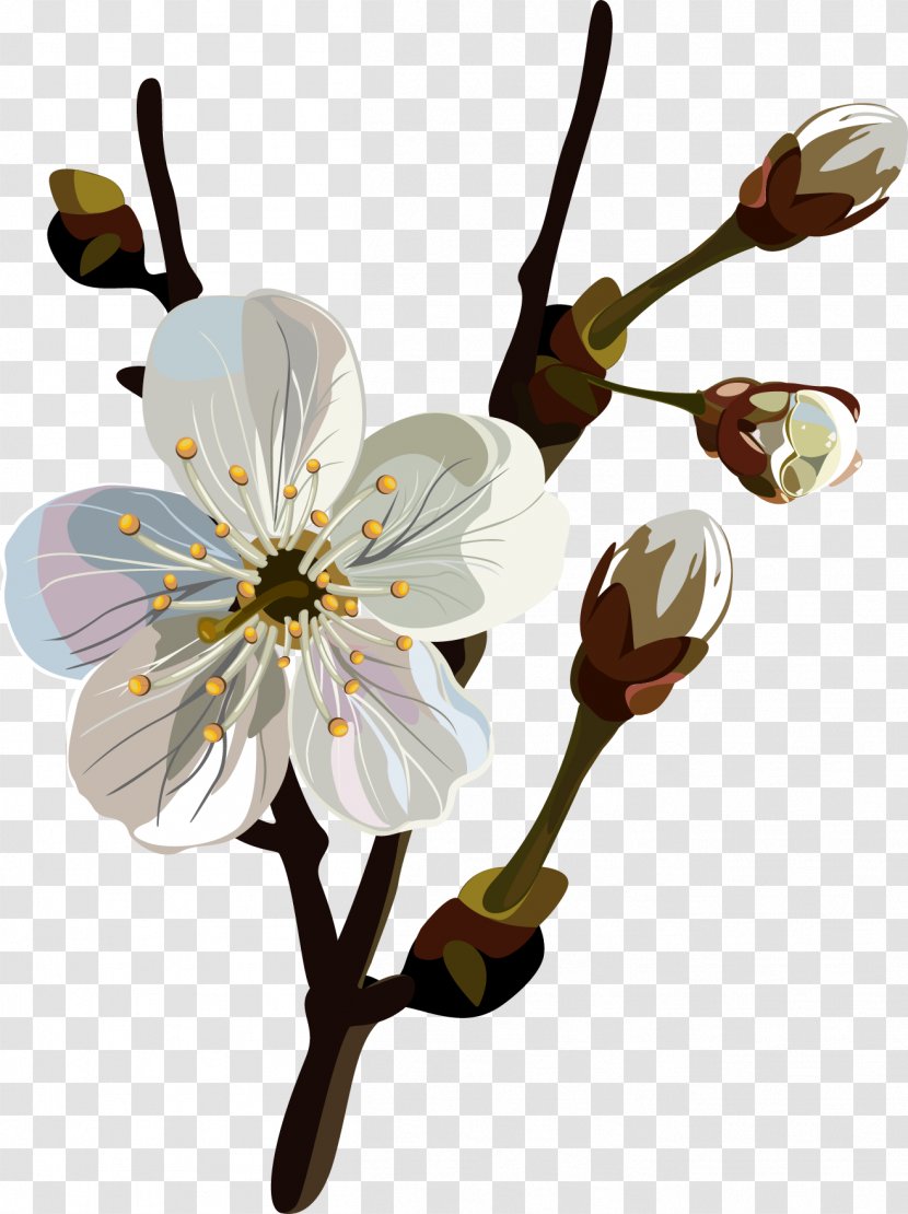 Flower - Flowering Plant - Spring Transparent PNG