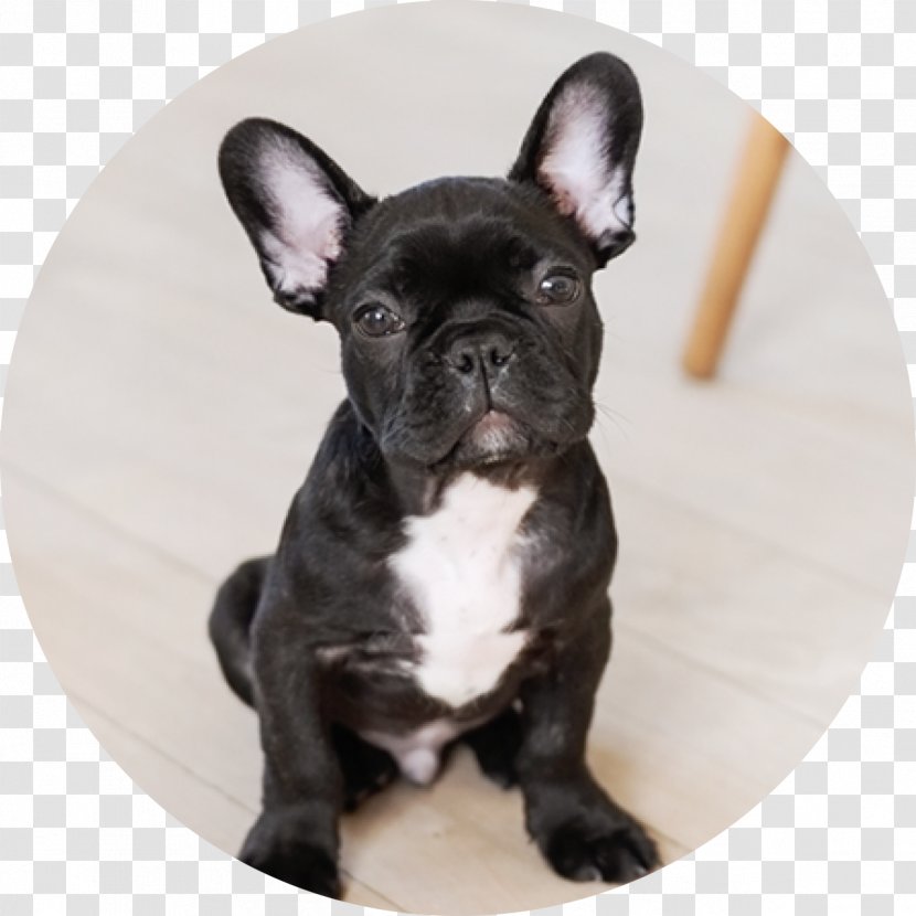 French Bulldog Parson Russell Terrier Jack Puppy - Dog Like Mammal Transparent PNG