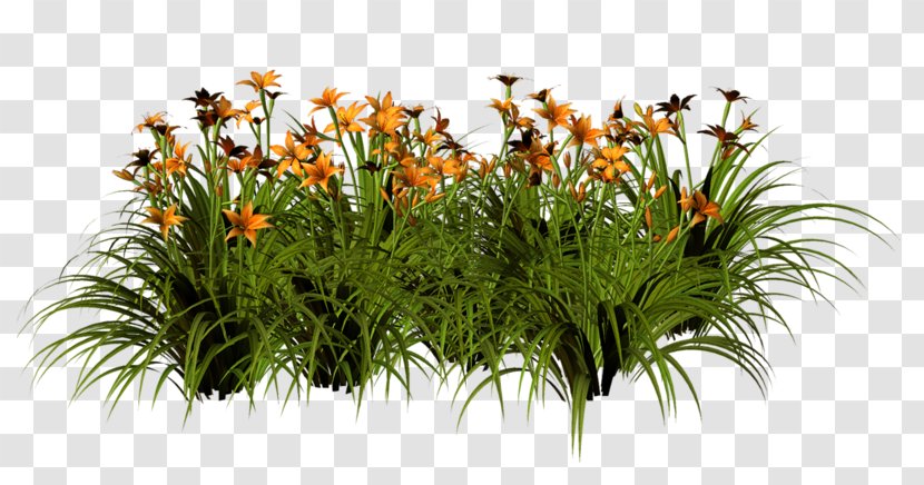 Grasses Floral Design Flowerpot Shrub - Family Transparent PNG