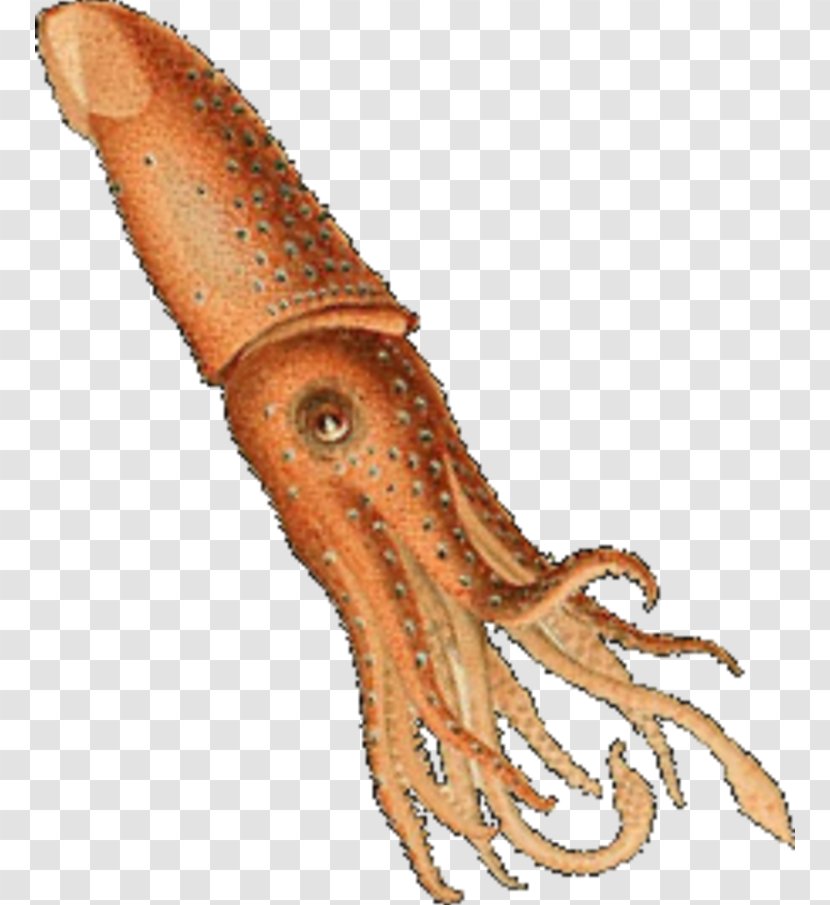 Squid Octopus Histioteuthis Reversa Art - Cetaceans - Invertebrate Transparent PNG