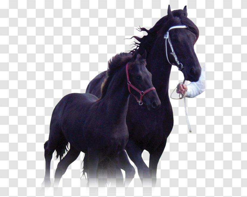 Stallion Mustang Rein Foal Mare - Snout Transparent PNG