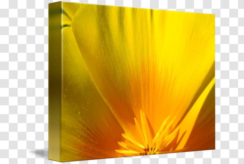 California Poppy Gallery Wrap Canvas Printing - Silhouette - Cartoon Transparent PNG