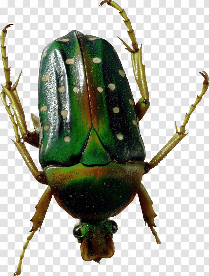 Beetle Clip Art Image Illustration - Organism Transparent PNG