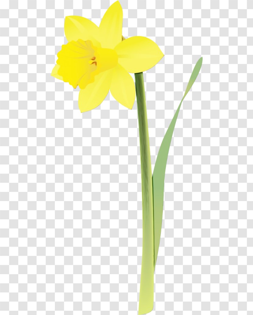 Flowers Background - Narcissus - Amaryllis Family Pedicel Transparent PNG