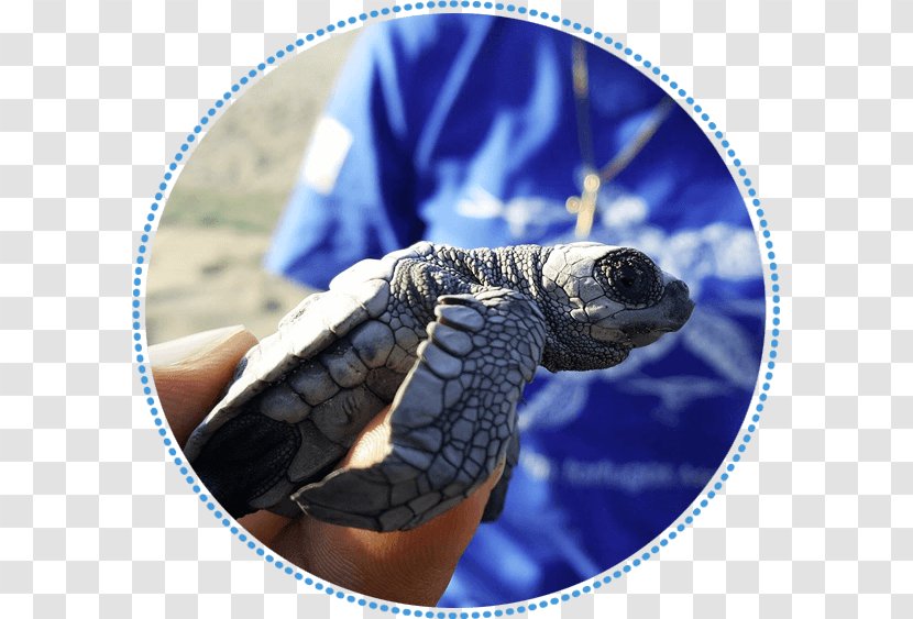 Tortoise Sea Turtle Cobalt Blue Transparent PNG