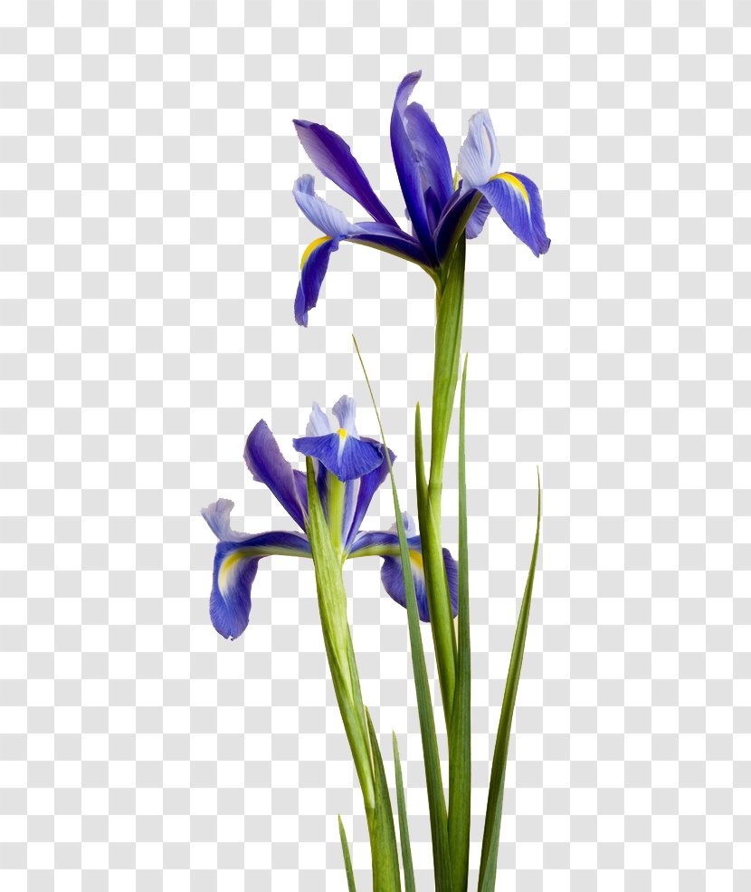 Irises Purple Blue Flower Ipomoea Nil - Color - Iris Transparent PNG