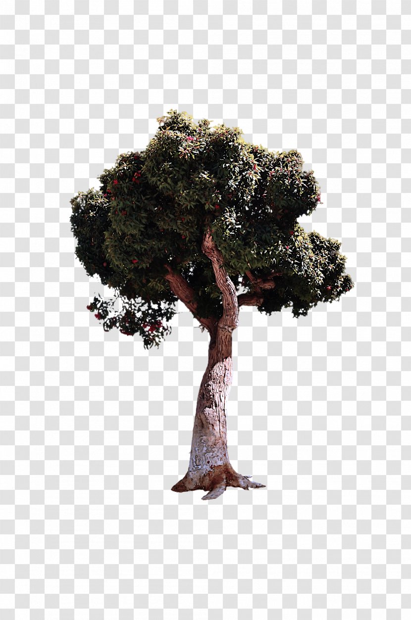Tree Plant Woody Grass Trunk - Pine Family - Houseplant Transparent PNG